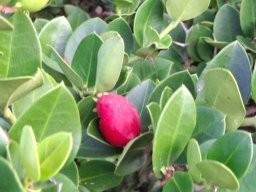Carissa bispinosa ripe fruit